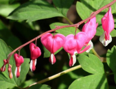 荷苞花,药用价值与养护指南