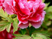 牡丹花什么时候开