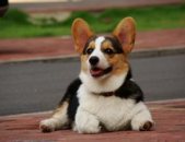 柯基犬好养吗,优缺点与养护指南全面解析