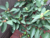 番石榴树,果实飘香的自然瑰宝