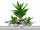 净化空气的植物,室内空气净化植物指南