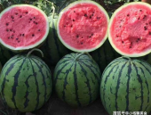 娱乐吃瓜酱吃软不吃硬,娱乐吃瓜酱的独到品味