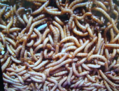 黄粉虫的养殖技术,从繁殖到应用