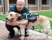 梦见狗咬脚,狗咬脚的寓意与启示