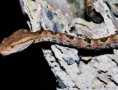 美女蛇,神秘传说与民间智慧的交织