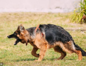 狗是怎么交流配的,锁结现象与自然选择策略揭秘